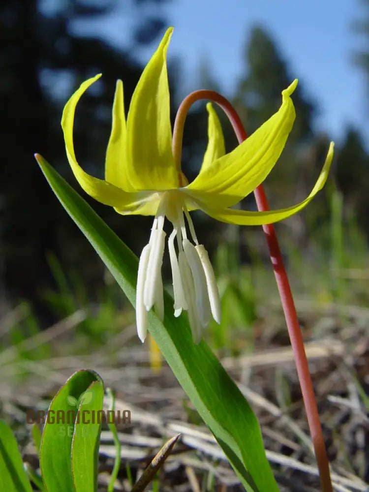 Erythronium Grandiflorum Seeds - Planting Perennial Wildflower Bulbs For Shaded Gardens And