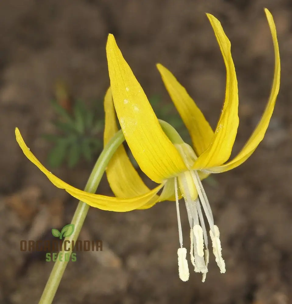 Erythronium Grandiflorum Seeds - Planting Perennial Wildflower Bulbs For Shaded Gardens And