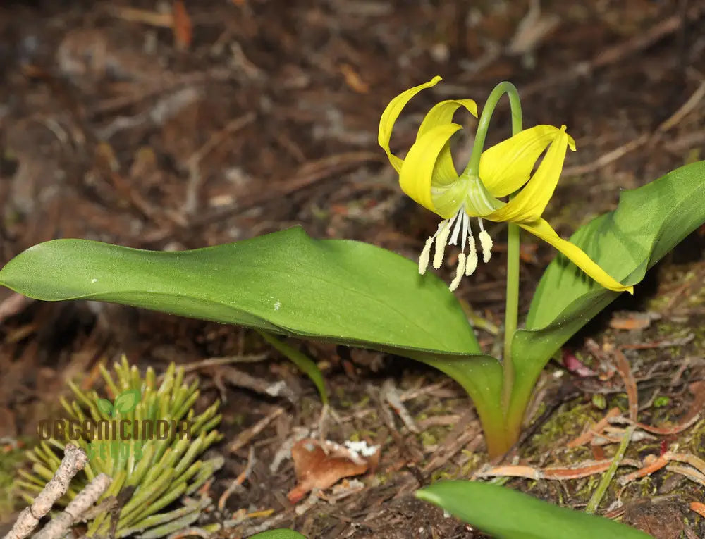 Erythronium Grandiflorum Seeds - Planting Perennial Wildflower Bulbs For Shaded Gardens And