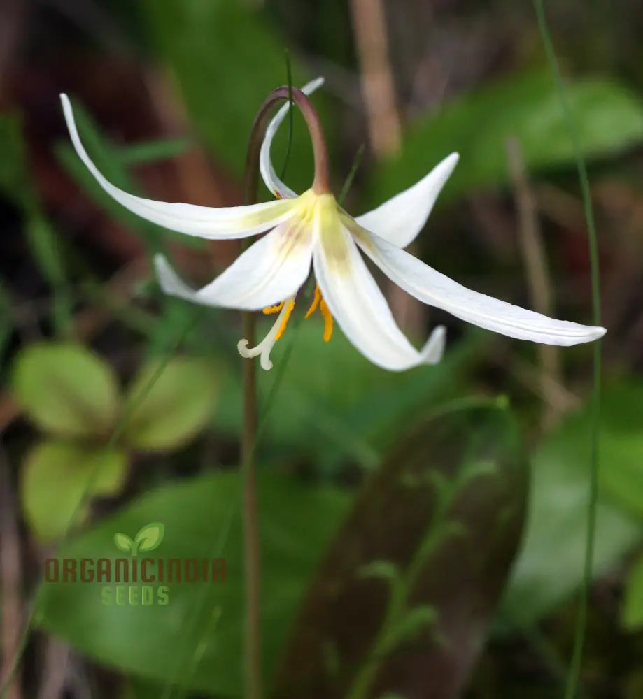 Erythronium Oregonum Seeds - Native Trout Lily Planting For Shade Gardens And Woodlands