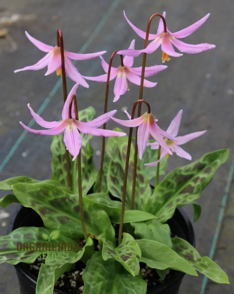 Erythronium Revolutum Seeds - Exquisite Pink Fawn Lily For Planting In Woodland Gardens