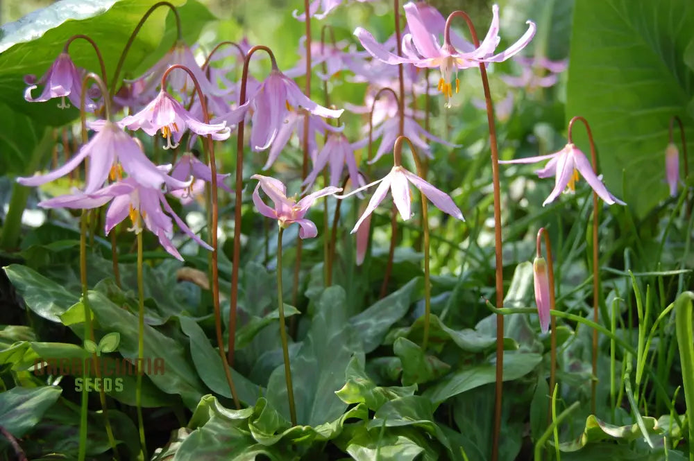 Erythronium Revolutum Seeds - Exquisite Pink Fawn Lily For Planting In Woodland Gardens