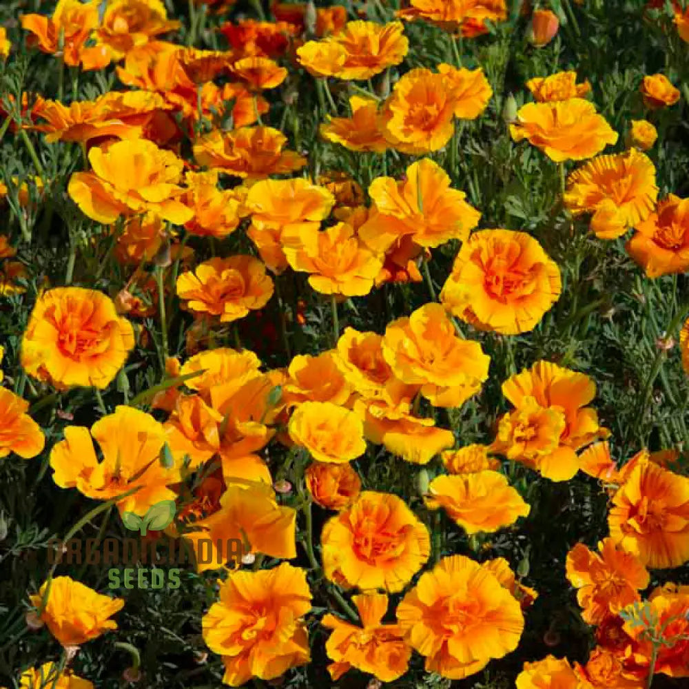 Eschscholtzia Lady Marmalade Flower Seeds For Planting: Exquisite Blooms For Your Garden Oasis |