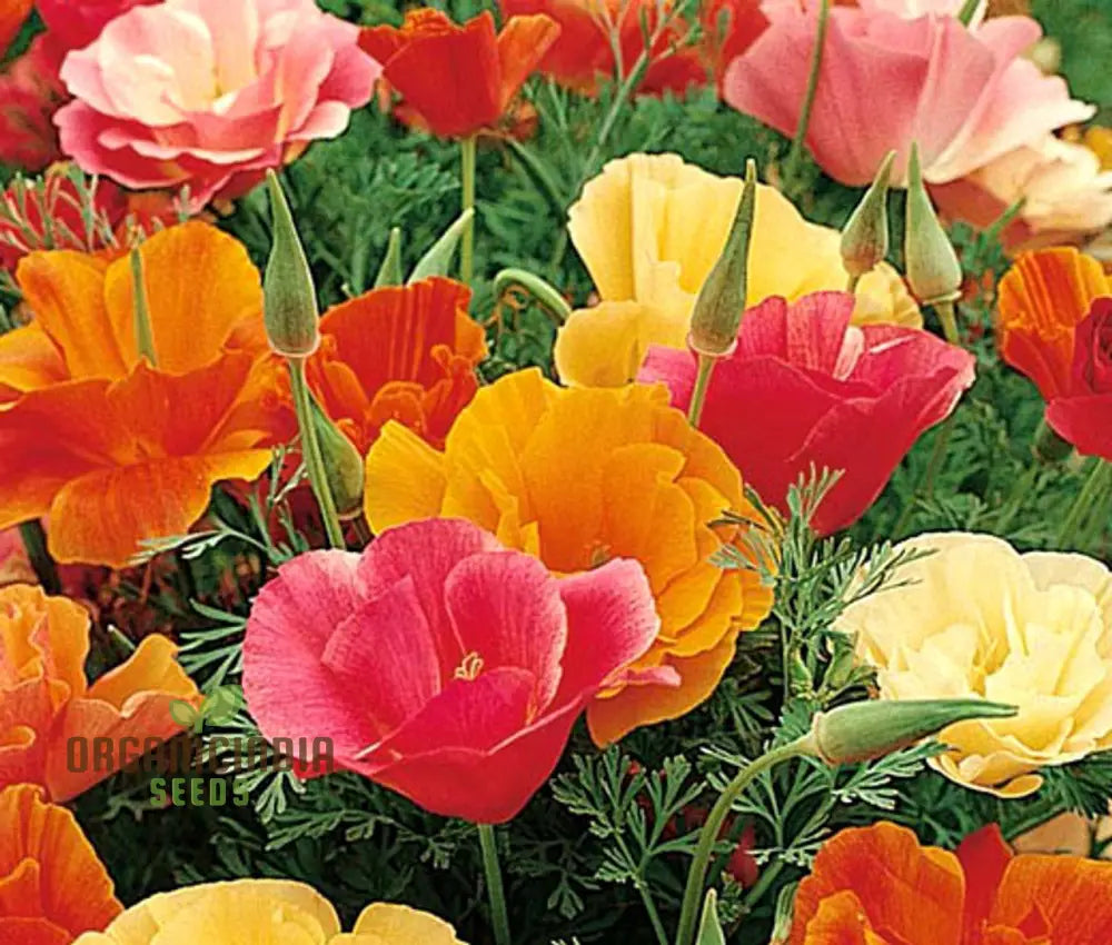 Eschscholtzia Mission Bells Flower Seeds For Planting: Exquisite Californian Poppy For Vibrant