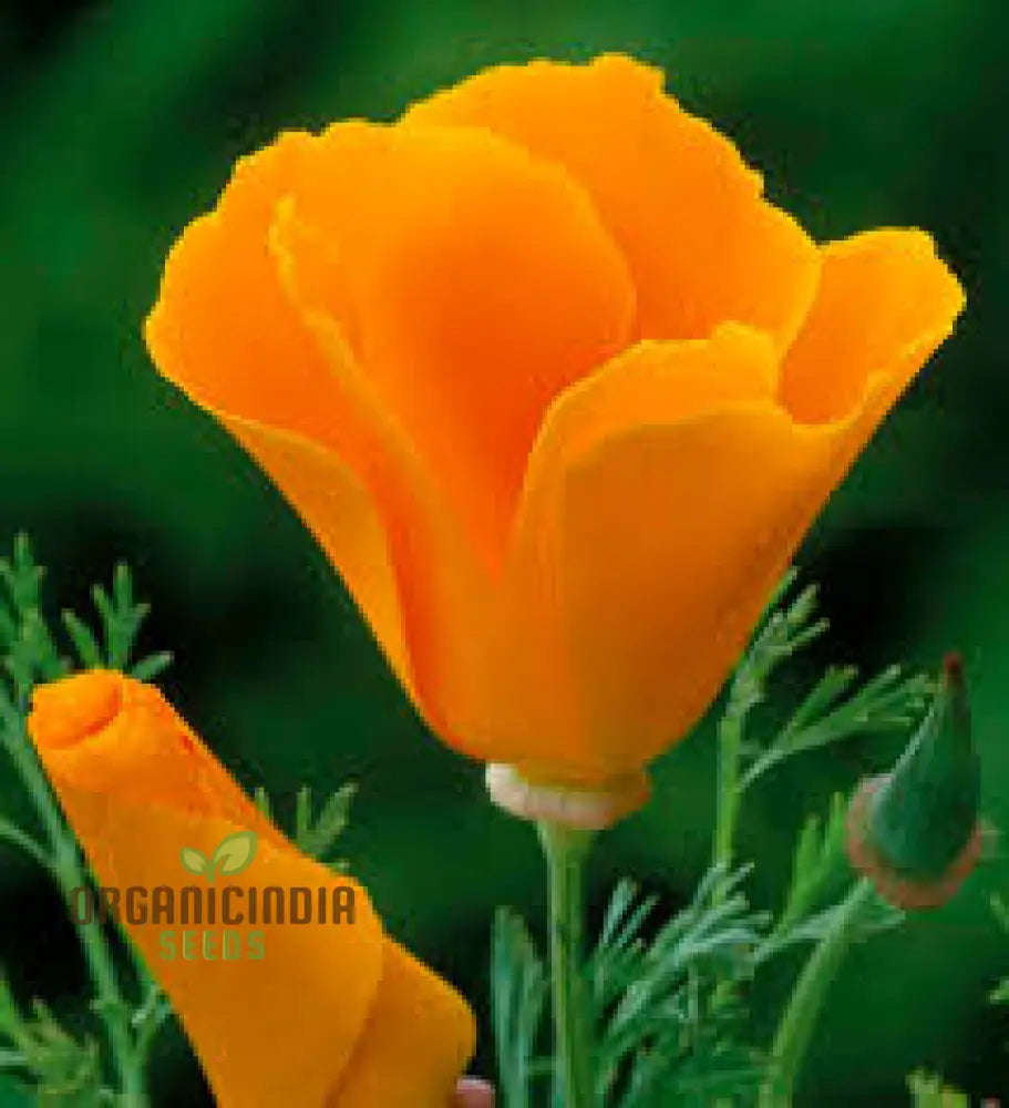 Eschscholtzia Orange King Flower Seeds For Planting: Vibrant Blooms For Your Garden Sanctuary -