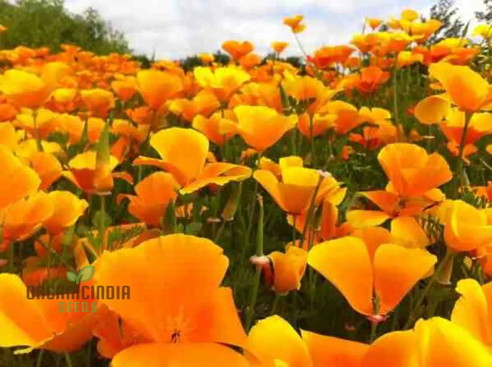 Eschscholtzia Orange King Flower Seeds For Planting: Vibrant Blooms For Your Garden Sanctuary -