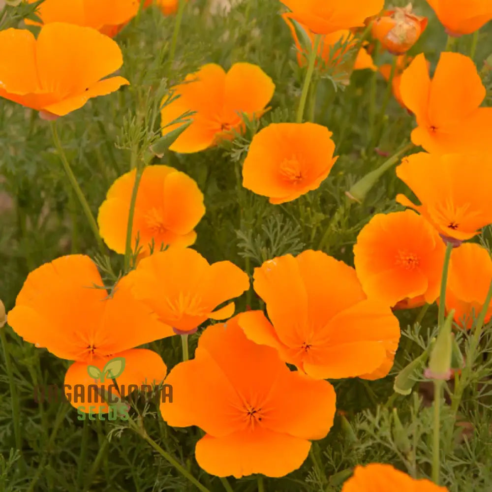 Eschscholtzia Orange King Flower Seeds For Planting: Vibrant Blooms For Your Garden Sanctuary -