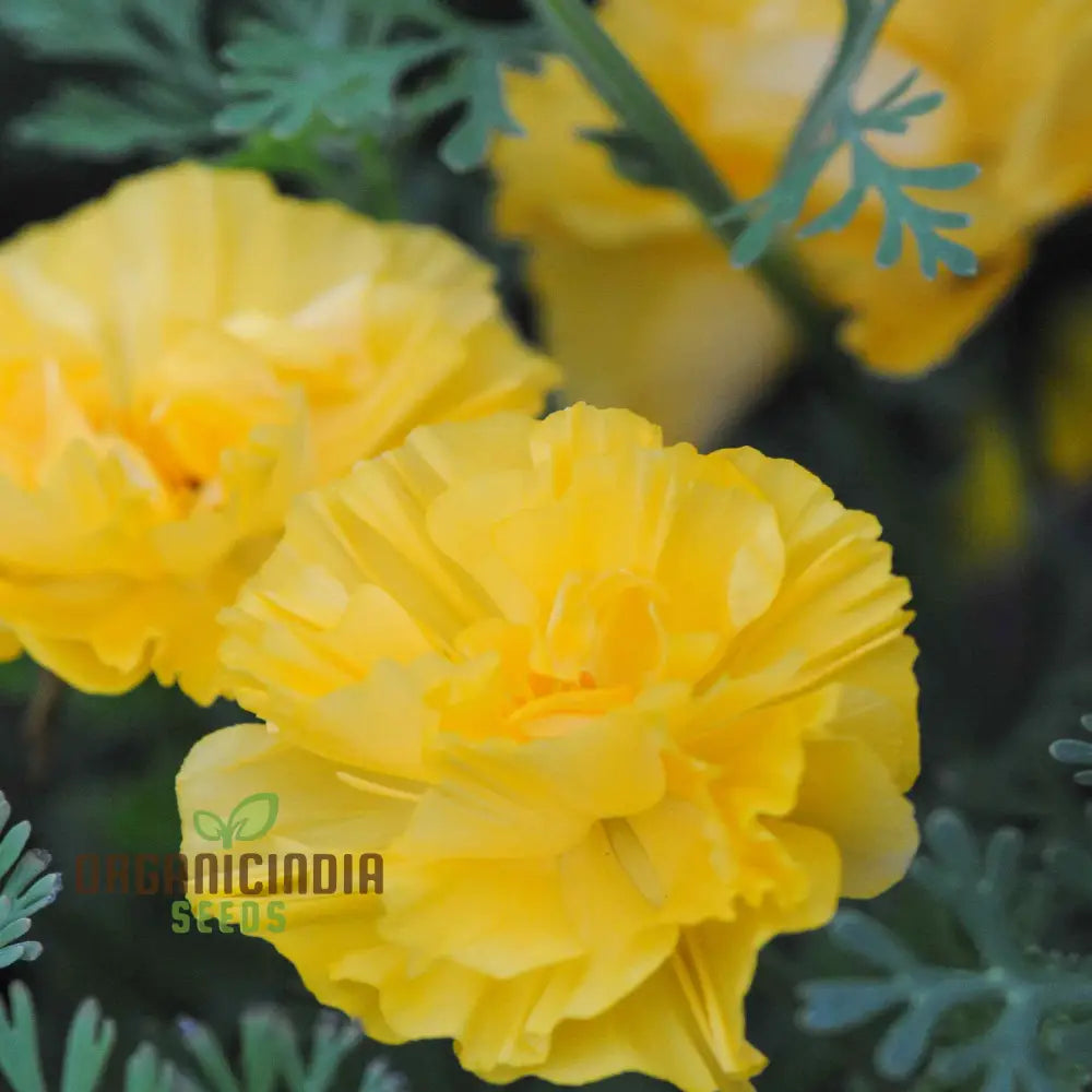 Eschscholtzia Xl Yellow Seeds For Planting: Vibrant Blooms For Bountiful Gardens - Premium