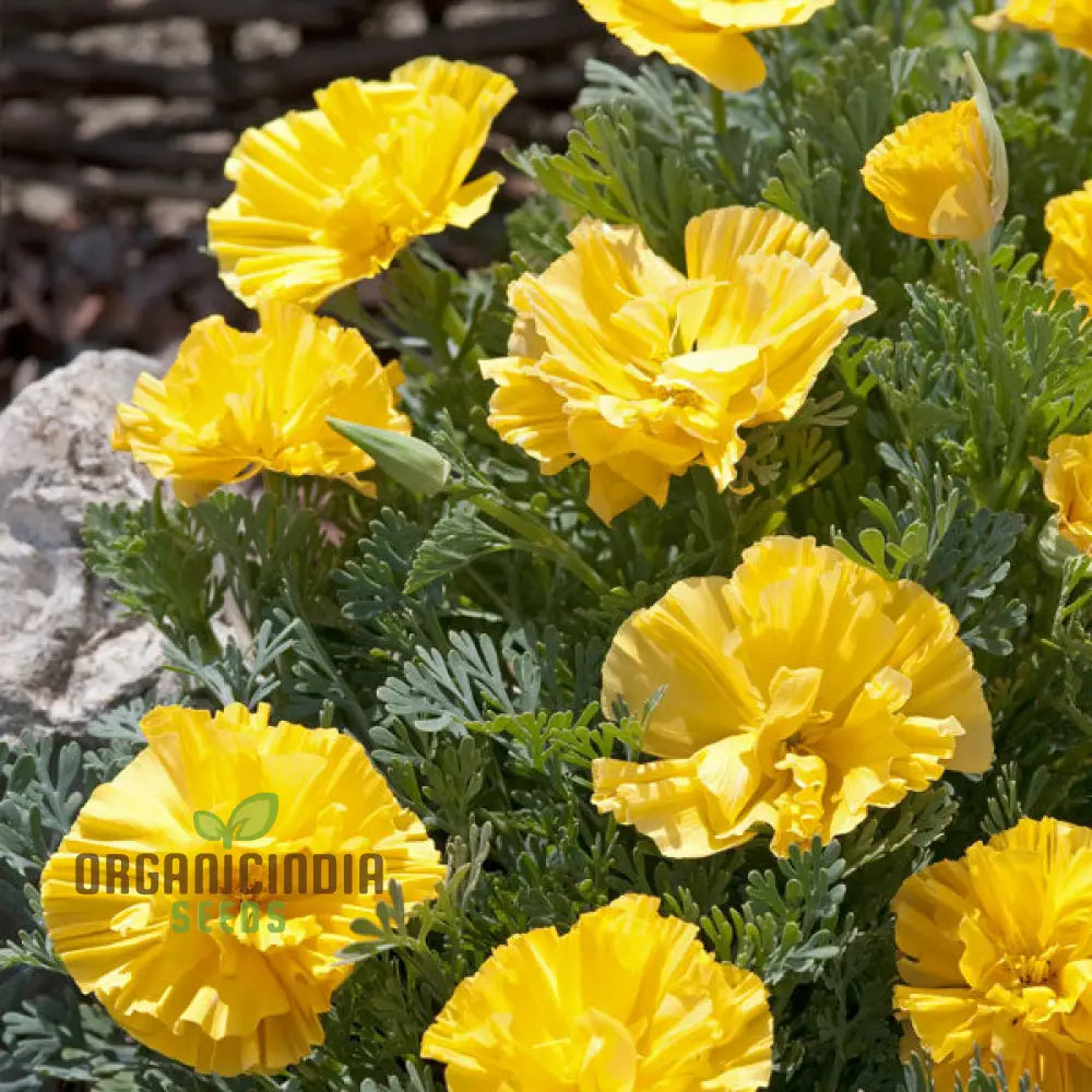 Eschscholtzia Xl Yellow Seeds For Planting: Vibrant Blooms For Bountiful Gardens - Premium