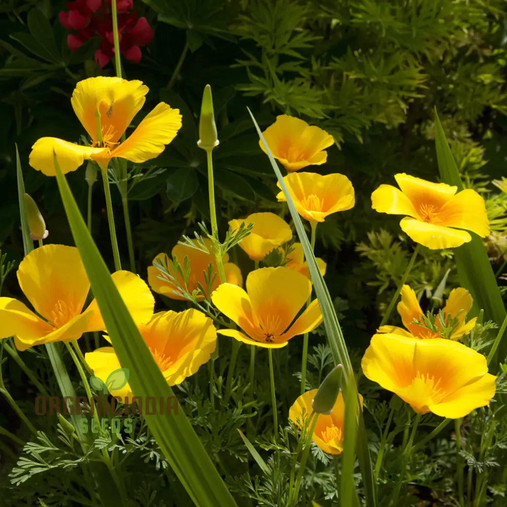 Eschscholzia Mixed (California Poppy) Flower Seeds - Bright And Cheerful Blooms For Your Garden