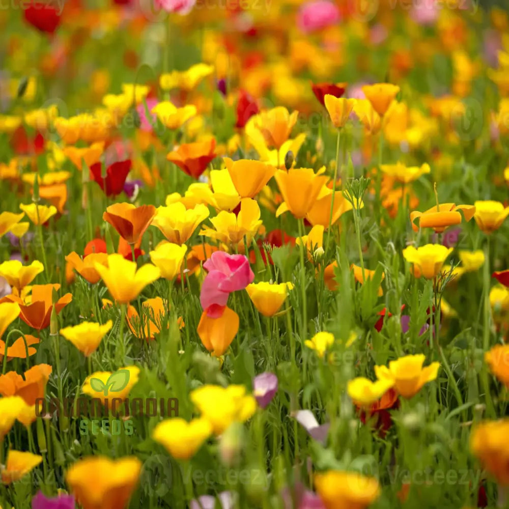 Eschscholzia Mixed (California Poppy) Flower Seeds - Bright And Cheerful Blooms For Your Garden