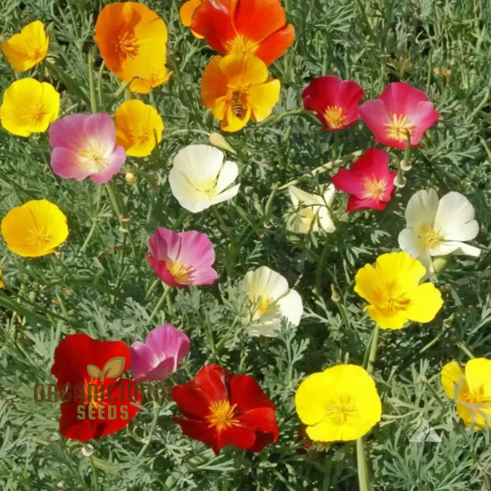 Eschscholzia Mixed (California Poppy) Flower Seeds - Bright And Cheerful Blooms For Your Garden