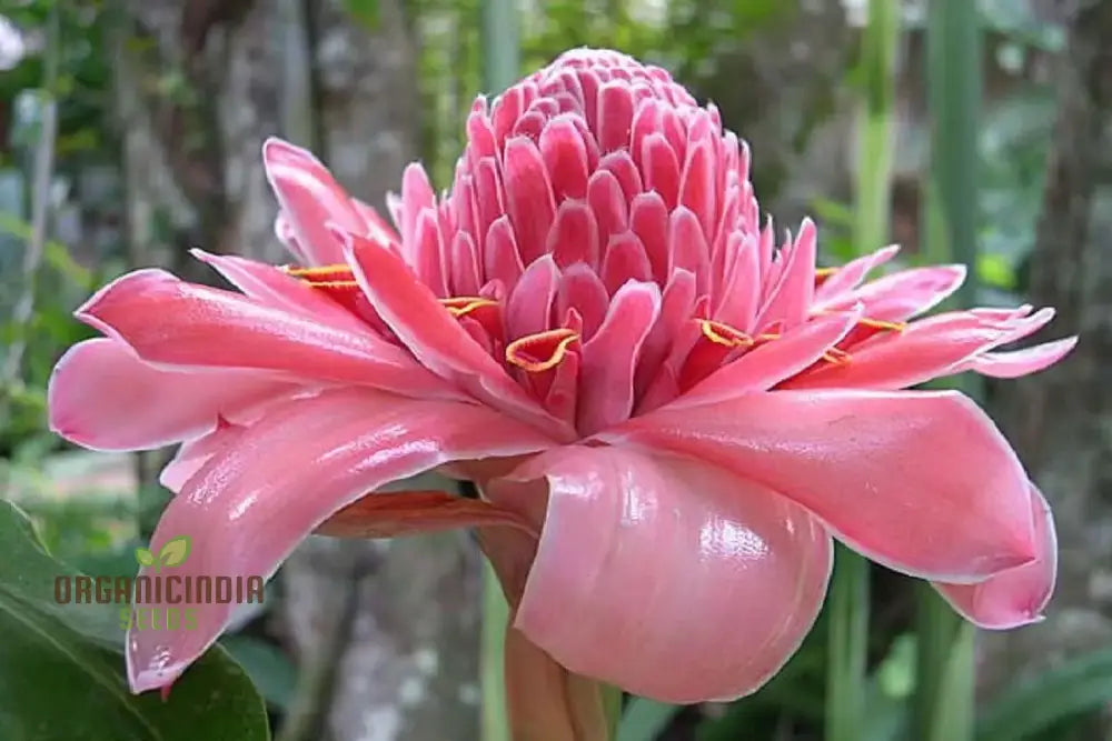 Etlingera Elatior â€™Pinkâ€™ Seeds - Exotic Planting Variety For Your Garden