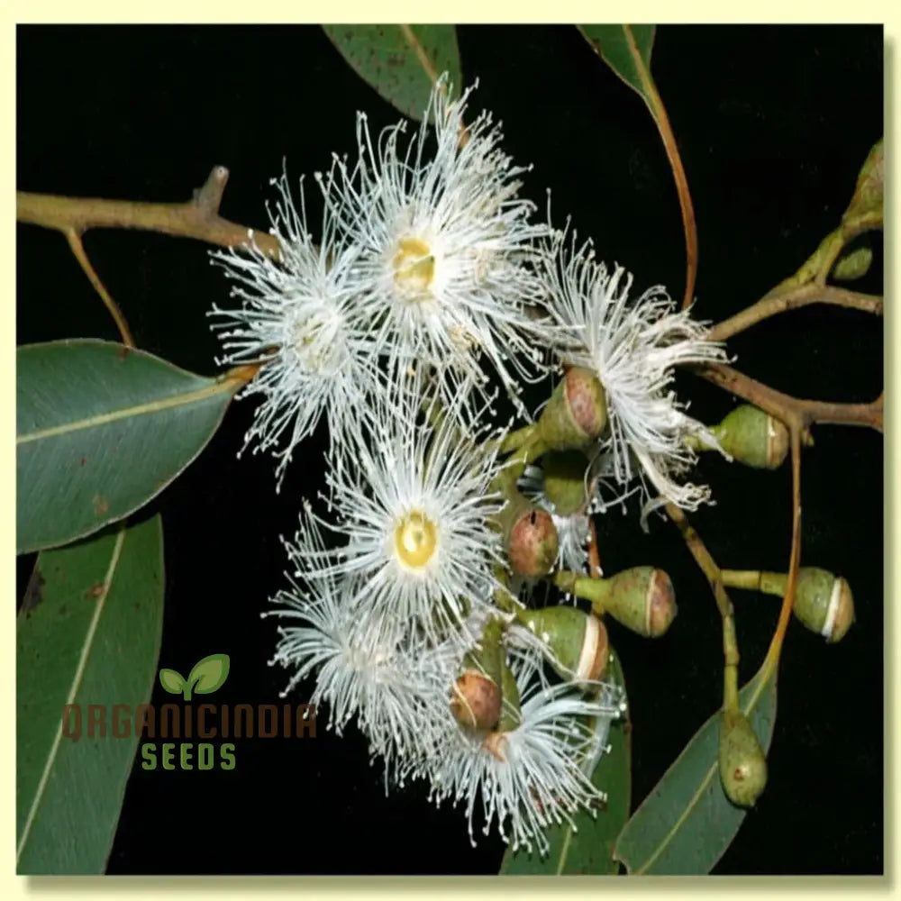 Eucalyptus Citriodora Tree Seeds - Buy Premium Flower For Planting And Gardening Online Now Plant