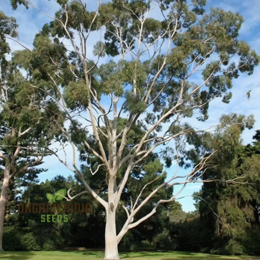 Eucalyptus Citriodora Tree Seeds - Buy Premium Flower For Planting And Gardening Online Now Plant