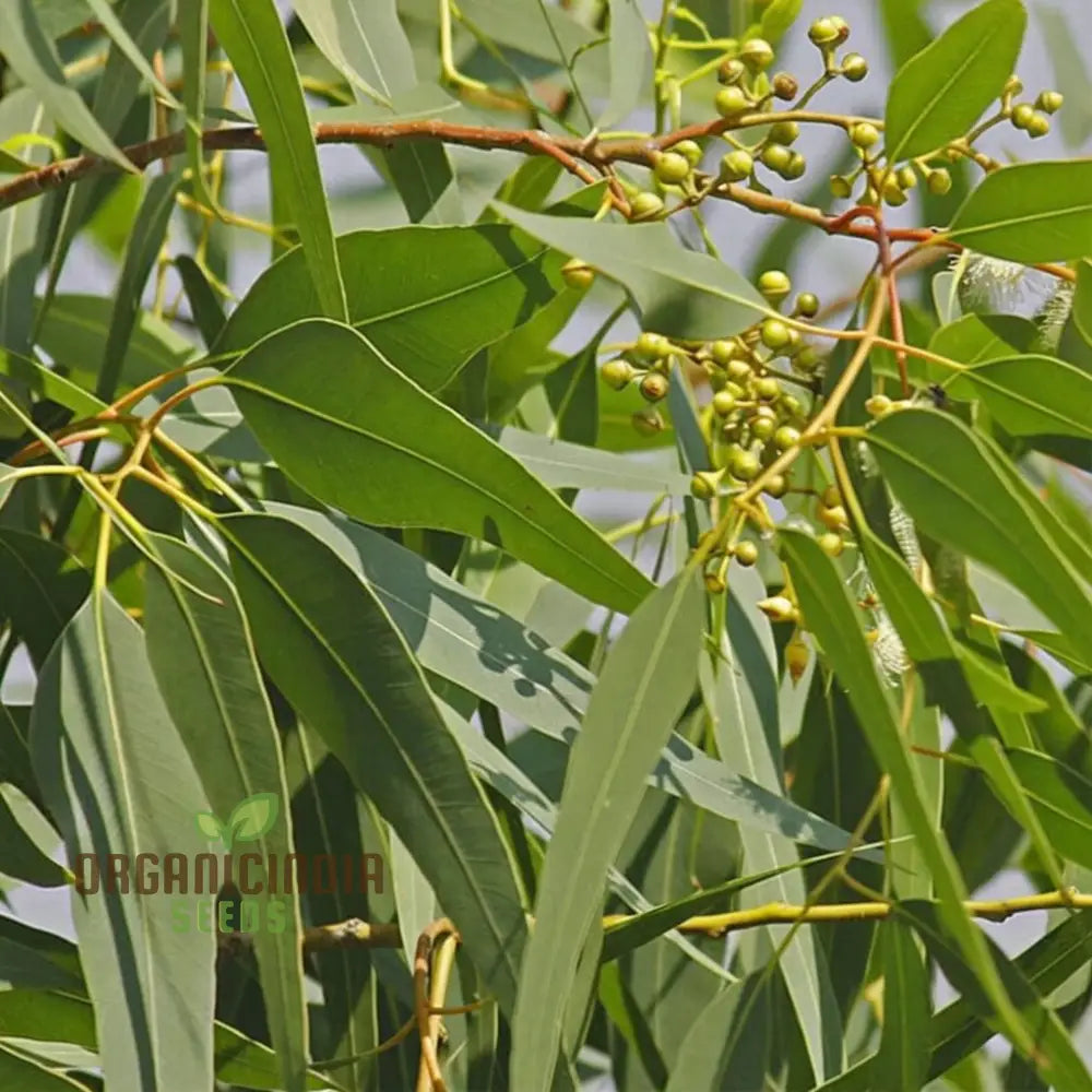 Eucalyptus Citriodora Tree Seeds - Buy Premium Flower For Planting And Gardening Online Now Plant