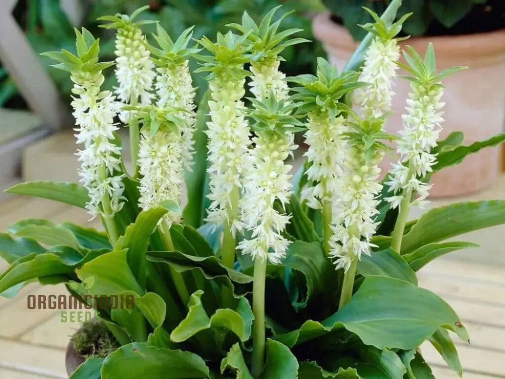 Eucomis Autumnalis Seeds - Planting Guide Included For Autumn Flowering Pineapple Lily