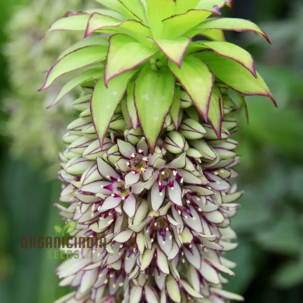 Eucomis Bicolor Seeds - Expert Planting Guide For Pineapple Lily Blooms