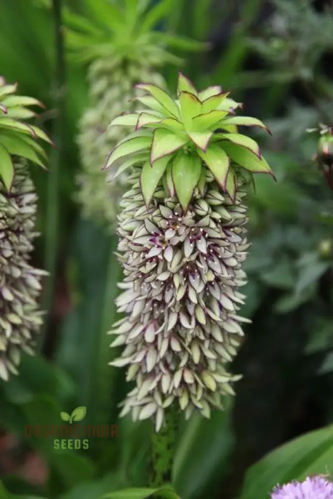 Eucomis Bicolor Seeds - Expert Planting Guide For Pineapple Lily Blooms