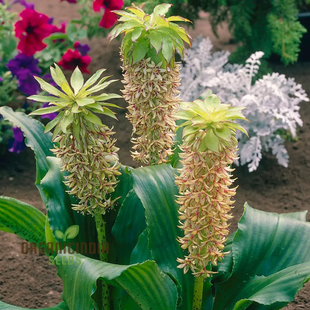 Eucomis Bicolor Seeds - Expert Planting Guide For Pineapple Lily Blooms