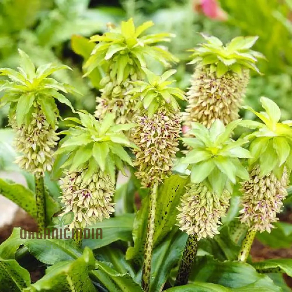 Eucomis Bicolor Seeds - Expert Planting Guide For Pineapple Lily Blooms