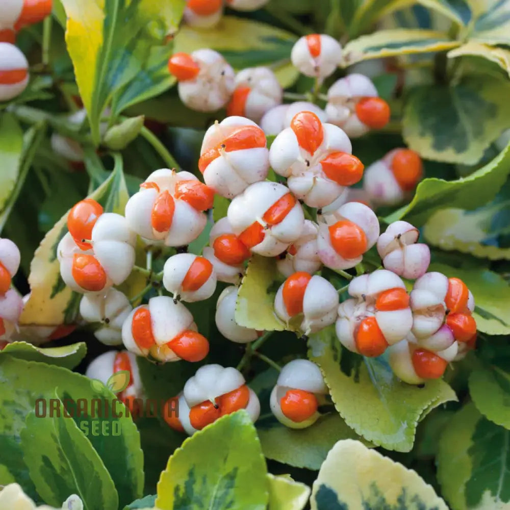 Euonymus Fortuneii â€™Emerald â€™Nâ€™ Goldâ€™ Seeds - Hardy Planting Perennial With Variegated