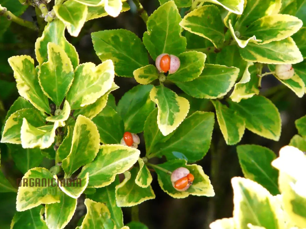 Euonymus Fortuneii â€™Emerald â€™Nâ€™ Goldâ€™ Seeds - Hardy Planting Perennial With Variegated