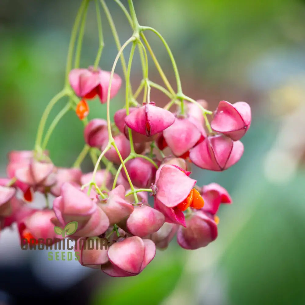 Euonymus Planipes Seeds - Hardy Shrub For Vibrant Planting