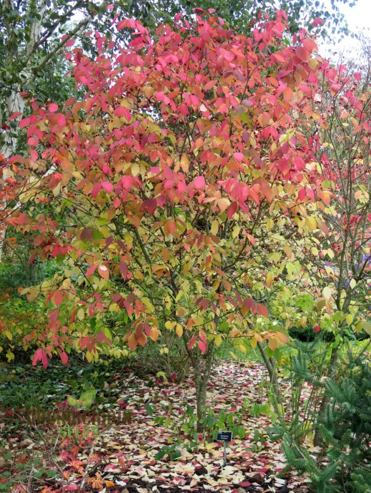 Euonymus Planipes Seeds - Hardy Shrub For Vibrant Planting