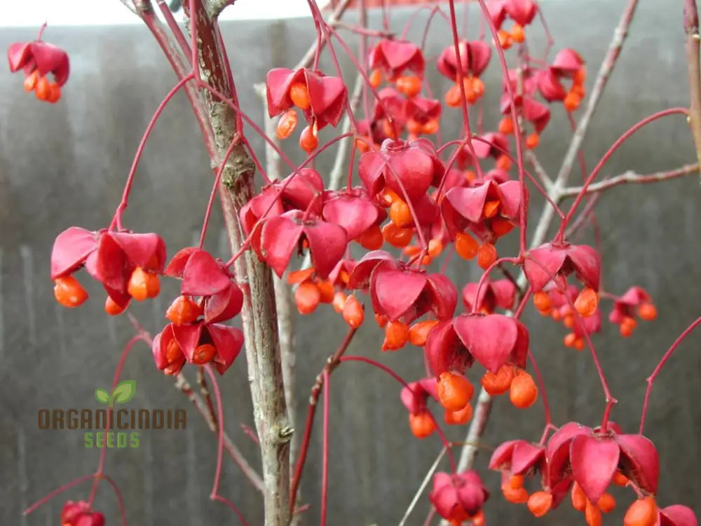 Euonymus Planipes Seeds - Hardy Shrub For Vibrant Planting