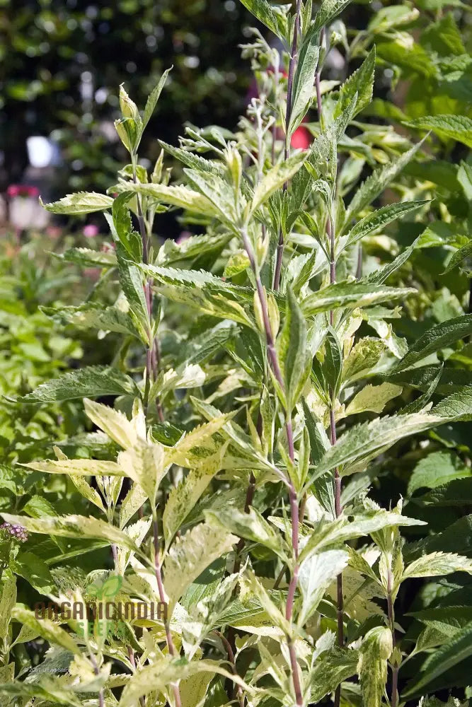 Eupatorium Aromaticum Joicus Variegated Seeds - Exquisite Perennial For Gardens Planting