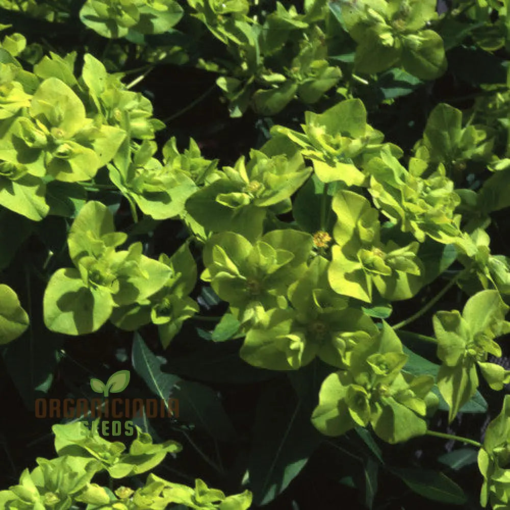 Euphorbia Cognata Seeds For Planting Hardy Perennial Variety With Unique Foliage