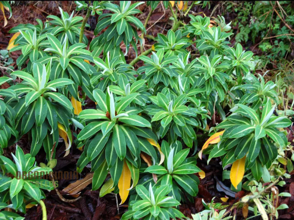 Euphorbia Stygiana Seeds - Exotic Planting Delight For Your Garden