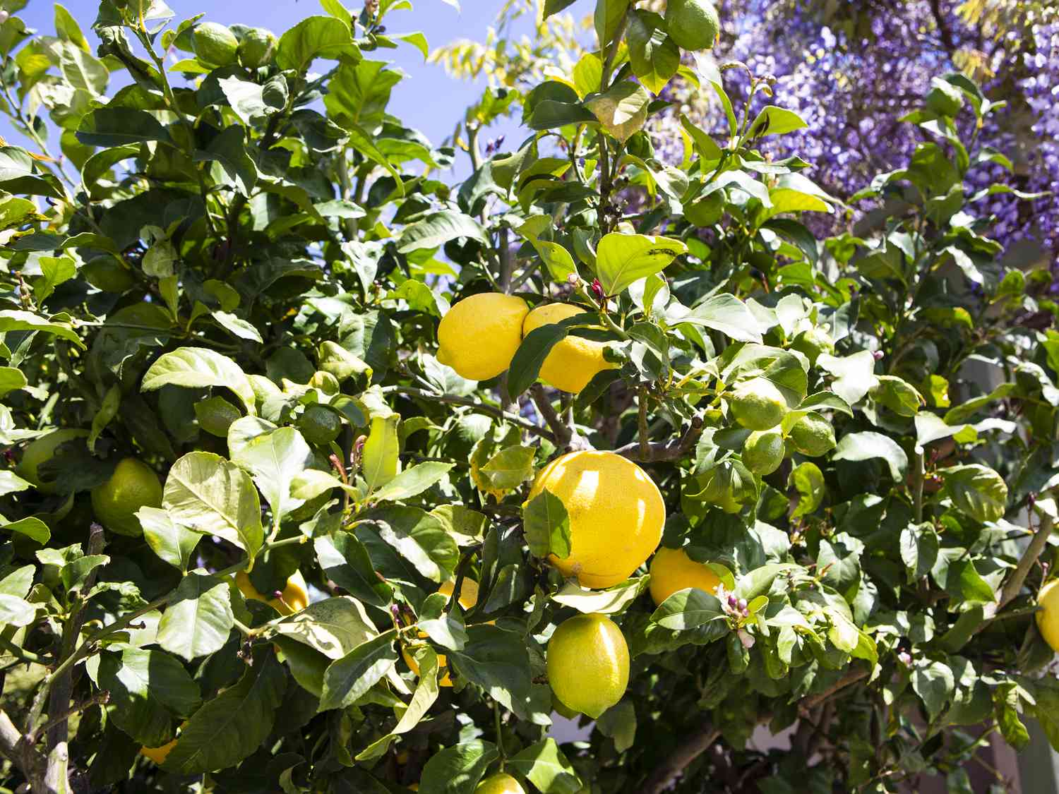 Eureka Lemon Seeds for Planting – Grow Fresh Citrus at Home