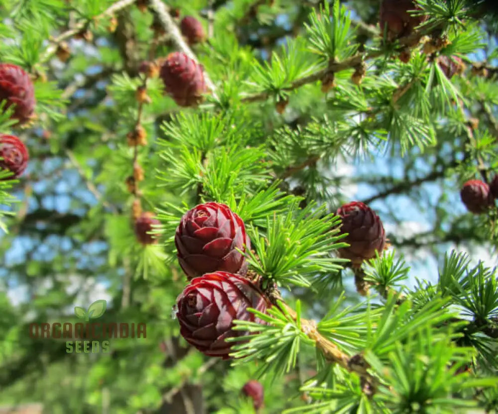 European Larch Seeds - Larix Decidua Premium Quality Planting Instructions Included