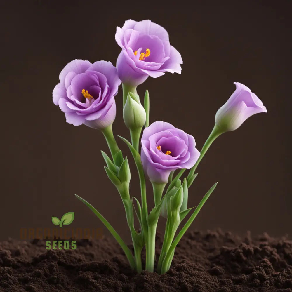 Eustoma Flower Seeds Bulk For Planting - Elevate Your Garden With Stunning Blooms Perfect Gardening