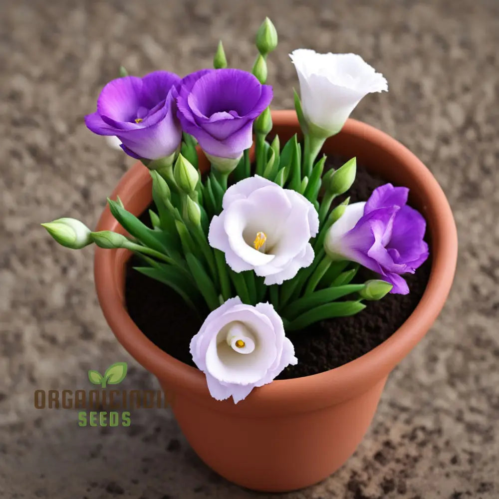 Eustoma Flower Seeds Bulk For Planting - Elevate Your Garden With Stunning Blooms Perfect Gardening