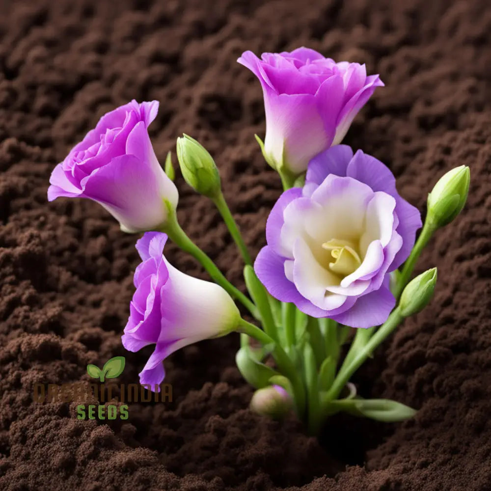 Eustoma Flower Seeds Bulk For Planting - Elevate Your Garden With Stunning Blooms Perfect Gardening