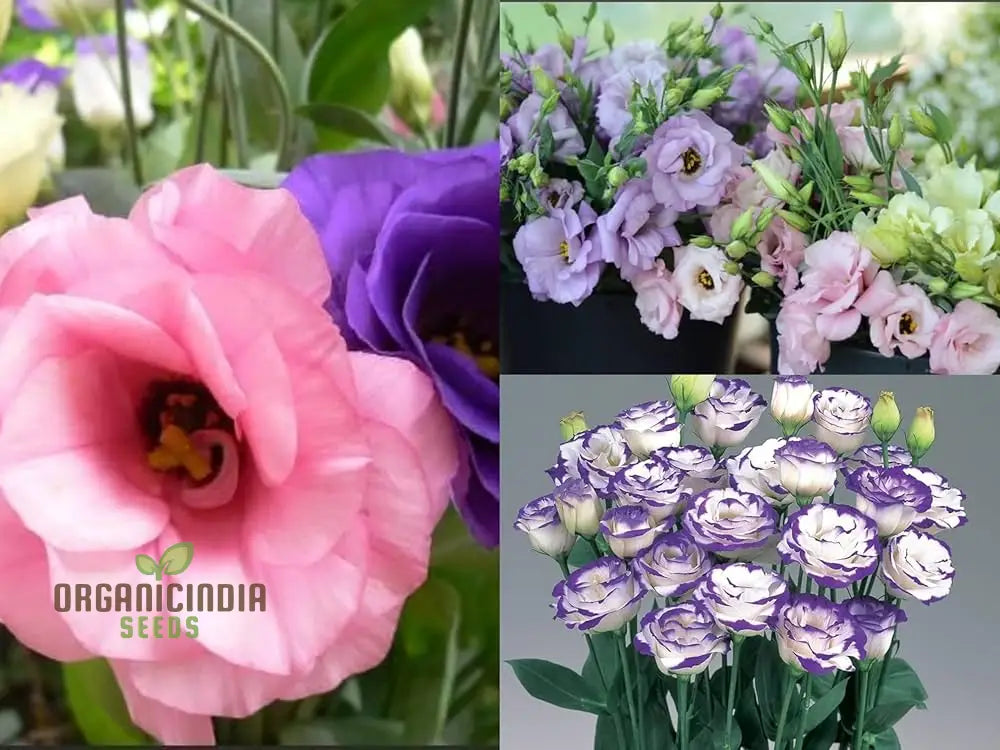 Eustoma Flower Seeds For Planting - 100 Pcs Seeds