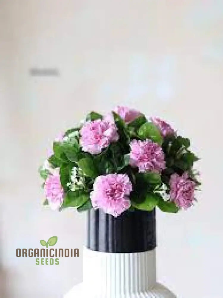 Eustoma Flower Seeds For Planting - 100 Pcs Seeds