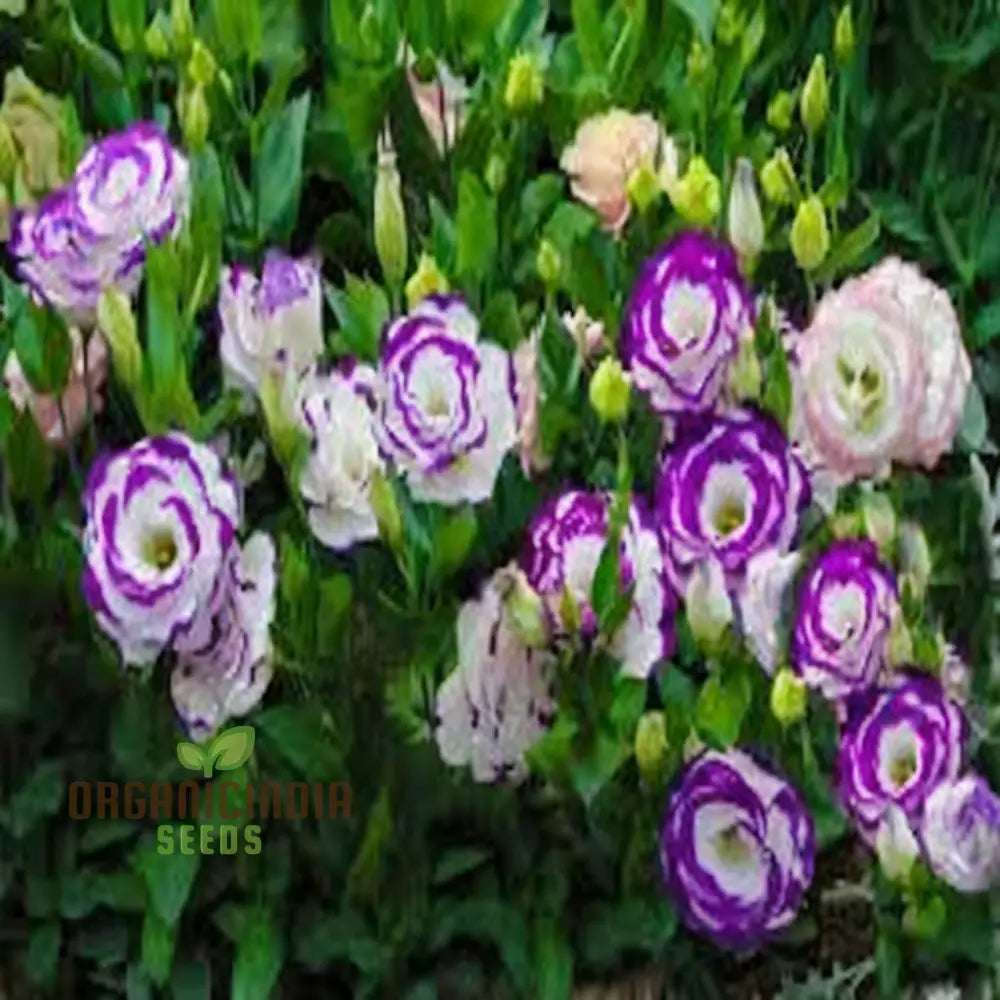 Eustoma Flower Seeds Lisianthus Beautiful Floral Exhibitions Gardens And Bouquets Perennials