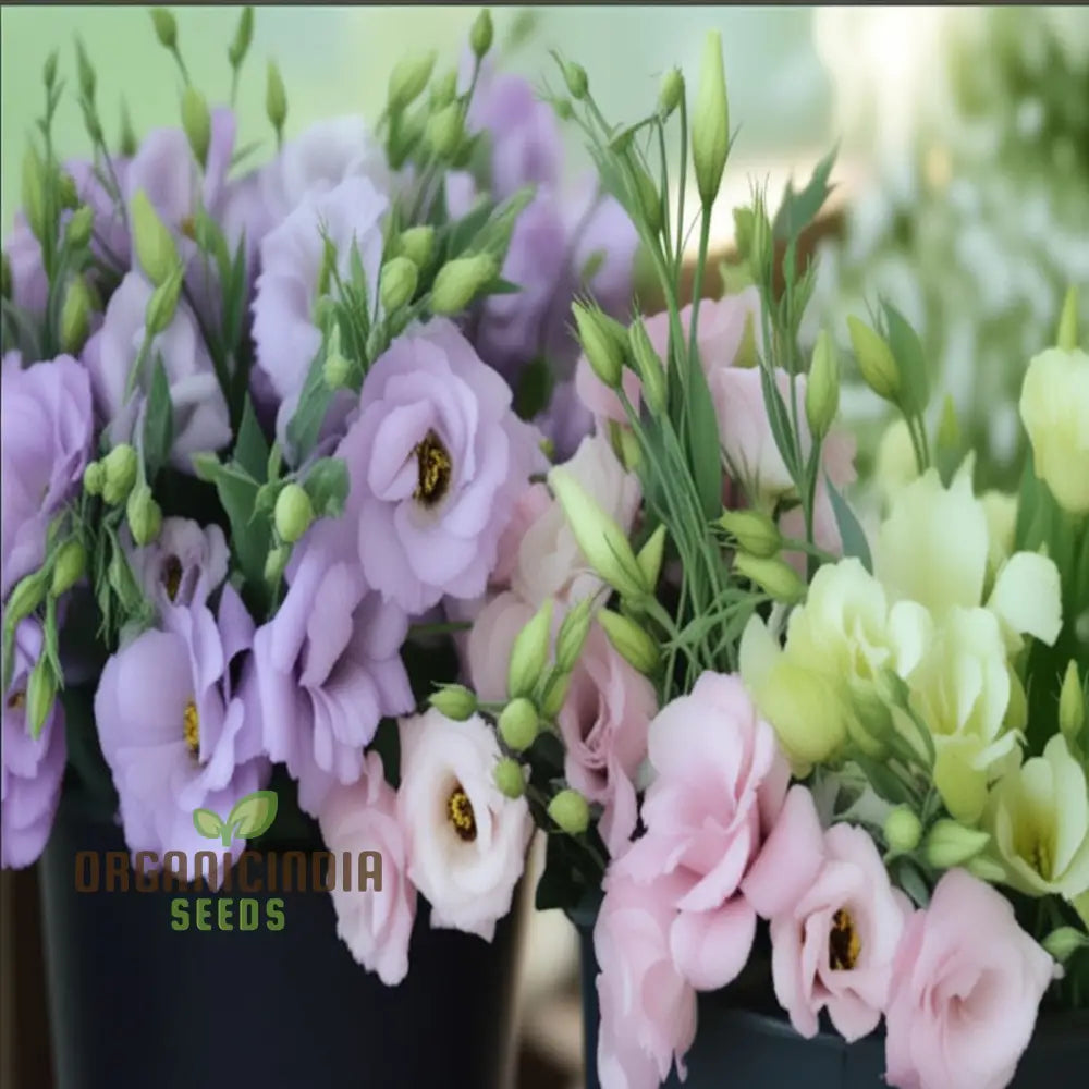 Eustoma Flower Seeds Lisianthus Beautiful Floral Exhibitions Gardens And Bouquets Perennials