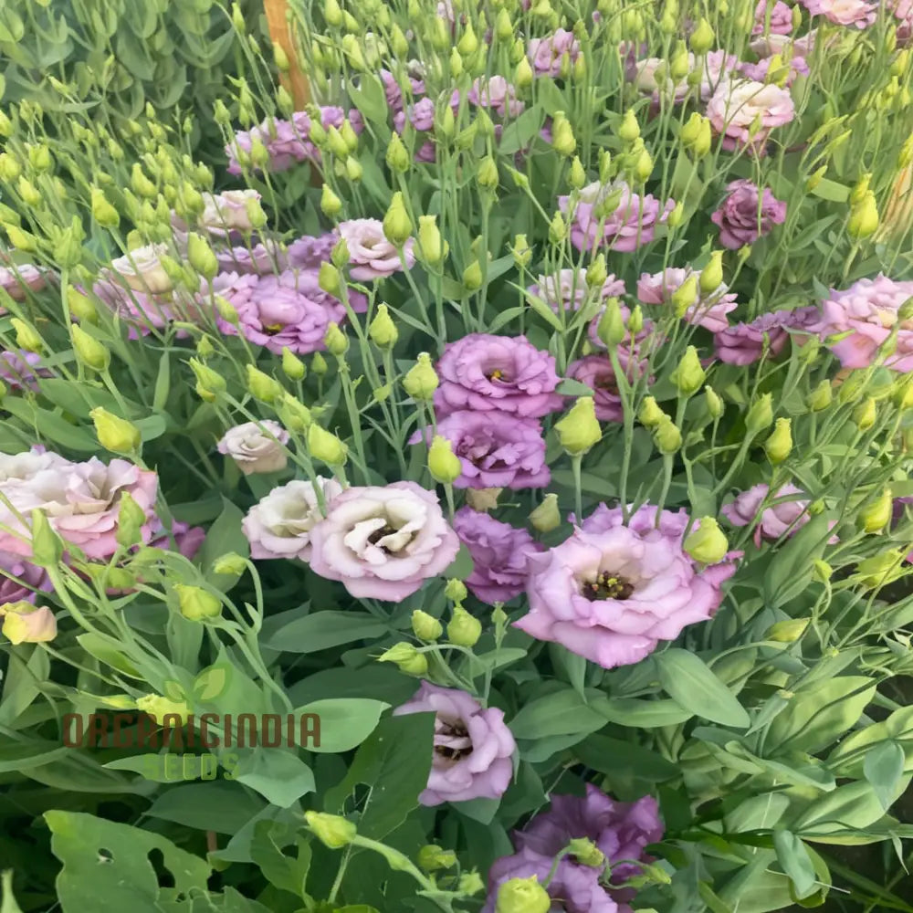 Eustoma Flower Seeds Lisianthus Beautiful Floral Exhibitions Gardens And Bouquets Perennials