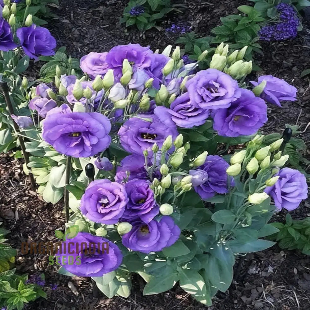 Eustoma Flower Seeds Lisianthus Beautiful Floral Exhibitions Gardens And Bouquets Perennials