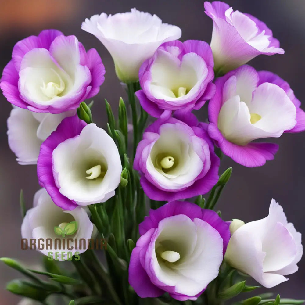 Eustoma Grandiflorum Seeds For Fresh Lisianthus Blooms – Elevate Your Gardening Journey With