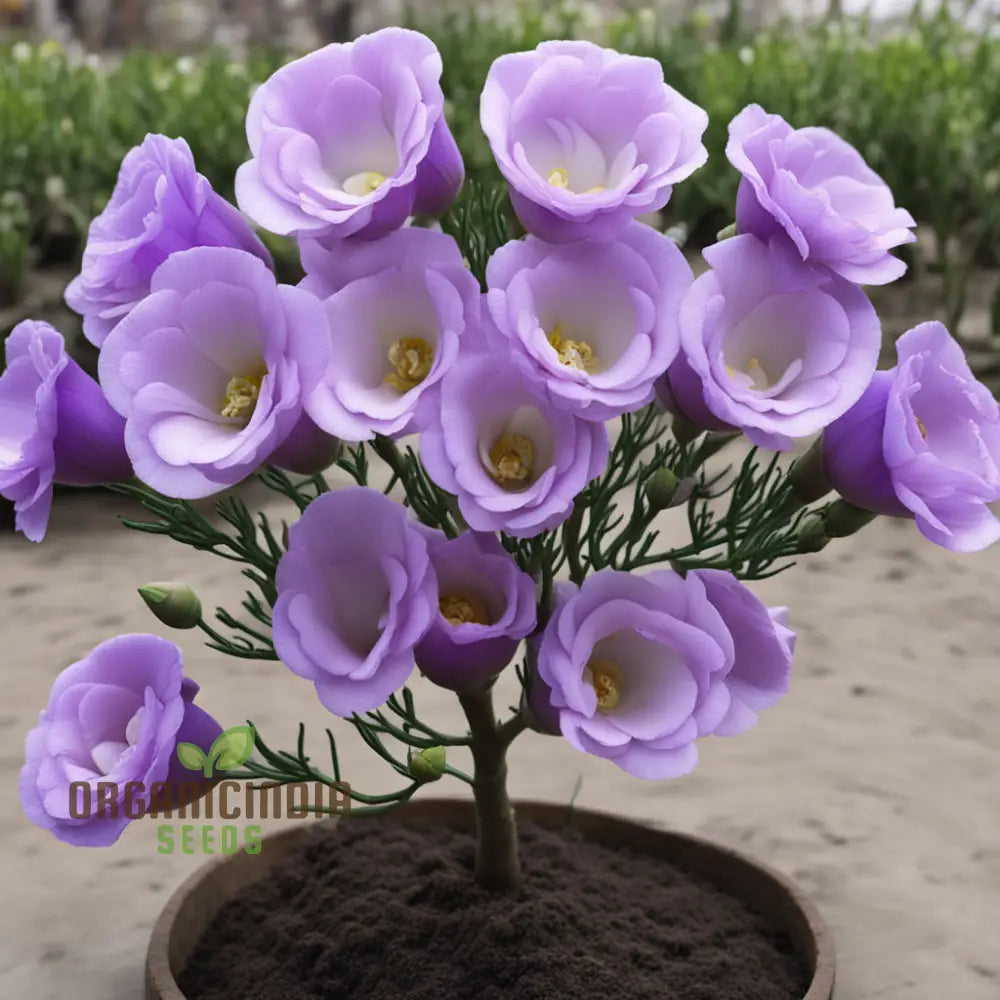 Eustoma Grandiflorum Seeds For Fresh Lisianthus Blooms – Elevate Your Gardening Journey With