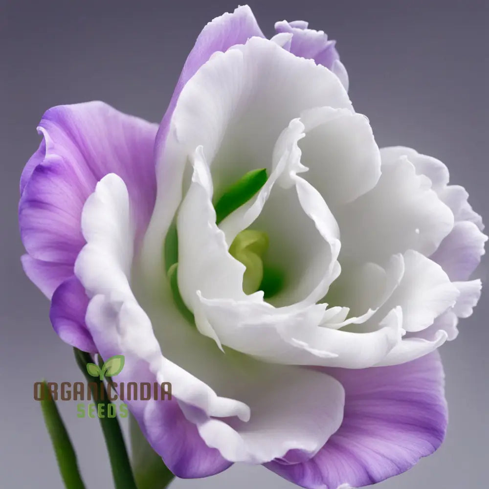 Eustoma Grandiflorum Seeds For Fresh Lisianthus Blooms – Elevate Your Gardening Journey With