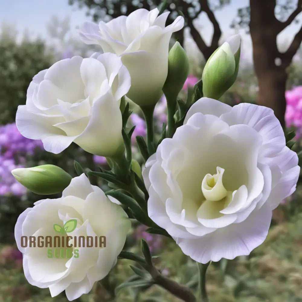 Eustoma Grandiflorum Seeds For Fresh Lisianthus Blooms â€“ Elevate Your Gardening Journey With