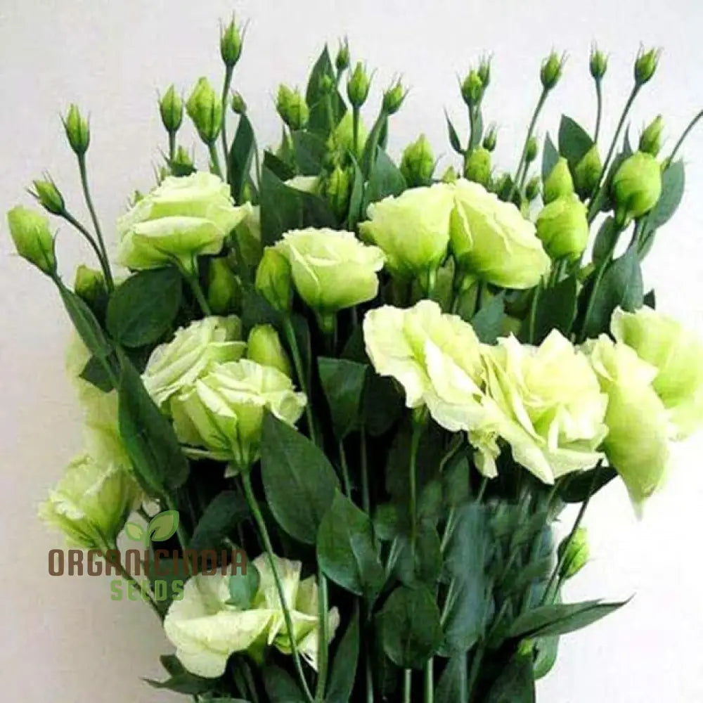 Eustoma Grandiflorum Seeds For Rare Flowers Planting - 100 Pcs Flower Seeds