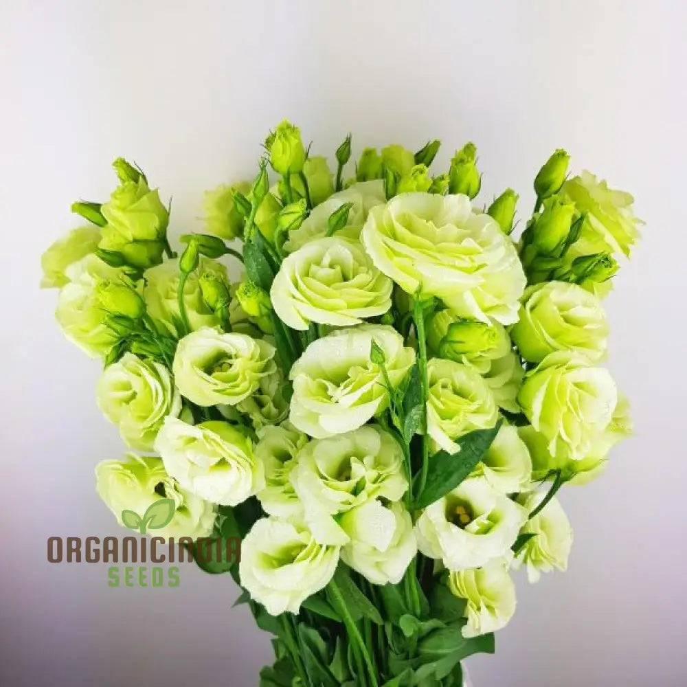 Eustoma Grandiflorum Seeds For Rare Flowers Planting - 100 Pcs Flower Seeds